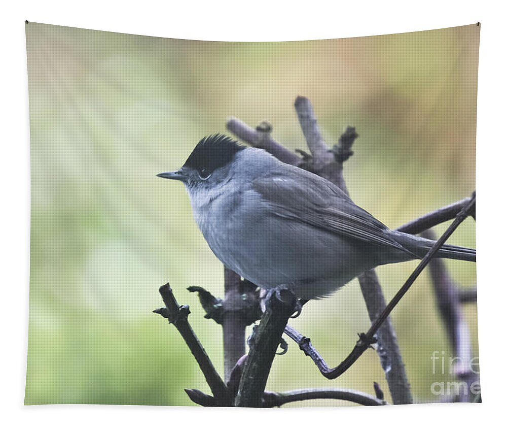 Blackcap Tapestry featuring the photograph Male Blackcap by Terri Waters