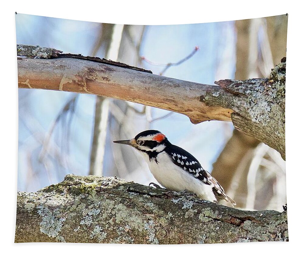 Downey Woodpecker Tapestry featuring the photograph Male Downey Woodpecker 1112 by Michael Peychich