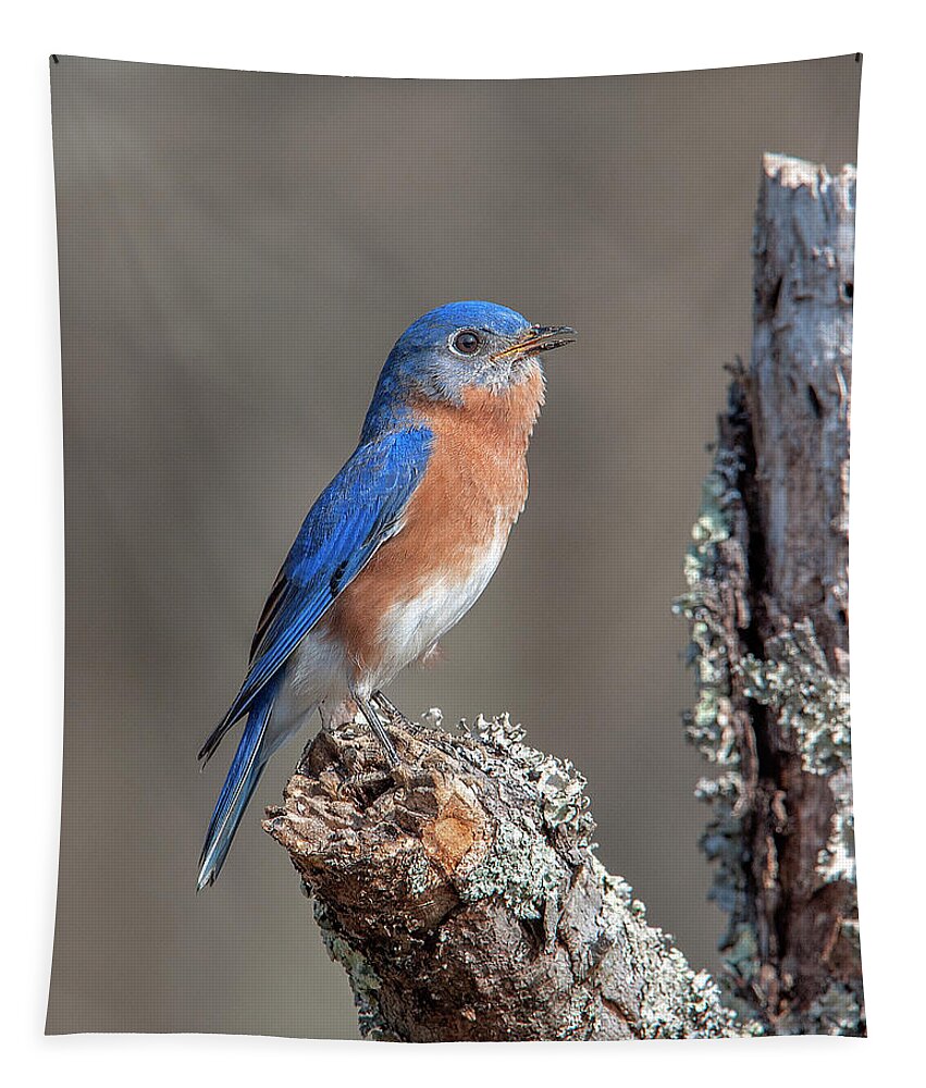 Nature Tapestry featuring the photograph Male Eastern Bluebird Singing DSB0290 by Gerry Gantt