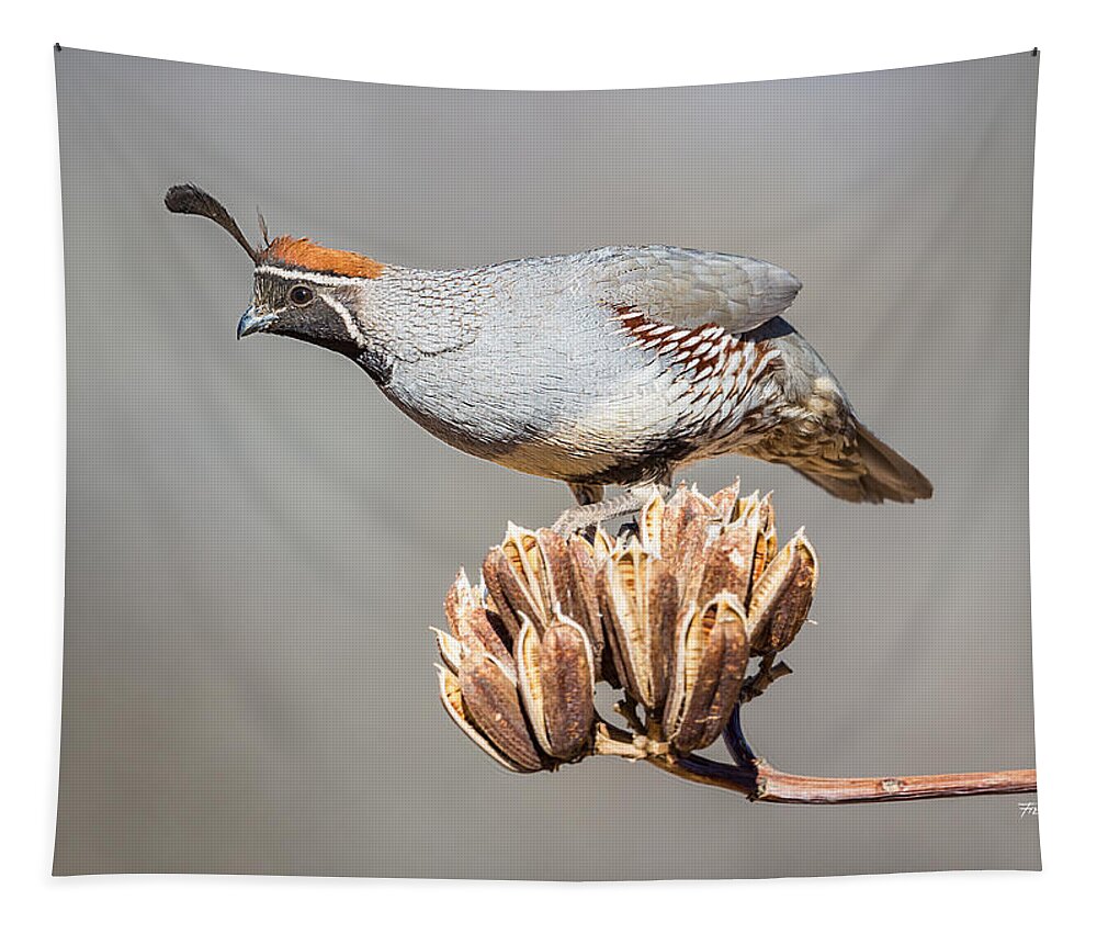 Bird Tapestry featuring the photograph Male Gambel's Quail on Yucca Pods by Fred J Lord