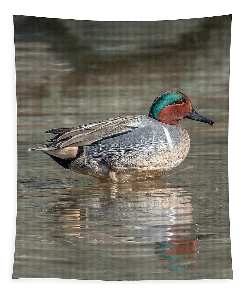 Nature Tapestry featuring the photograph Male Green-winged Teal DWF0171 by Gerry Gantt