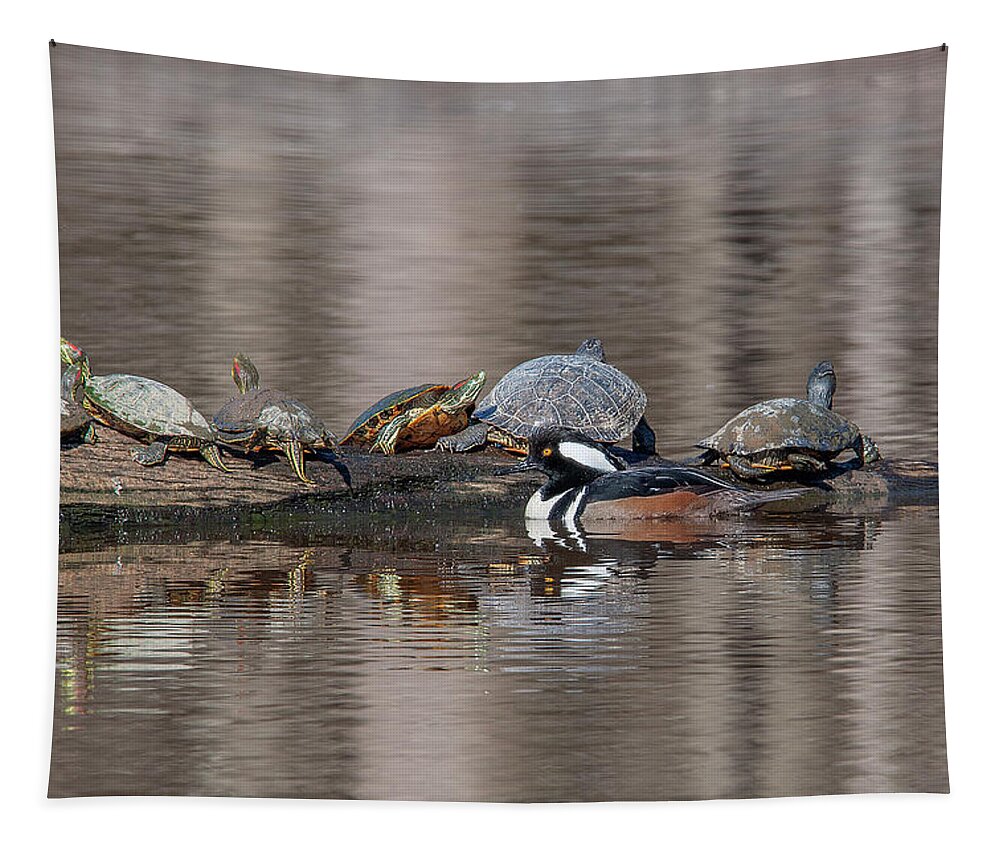 Nature Tapestry featuring the photograph Male Hooded Merganser and Basking Red-eared Sliders DWF0163 by Gerry Gantt