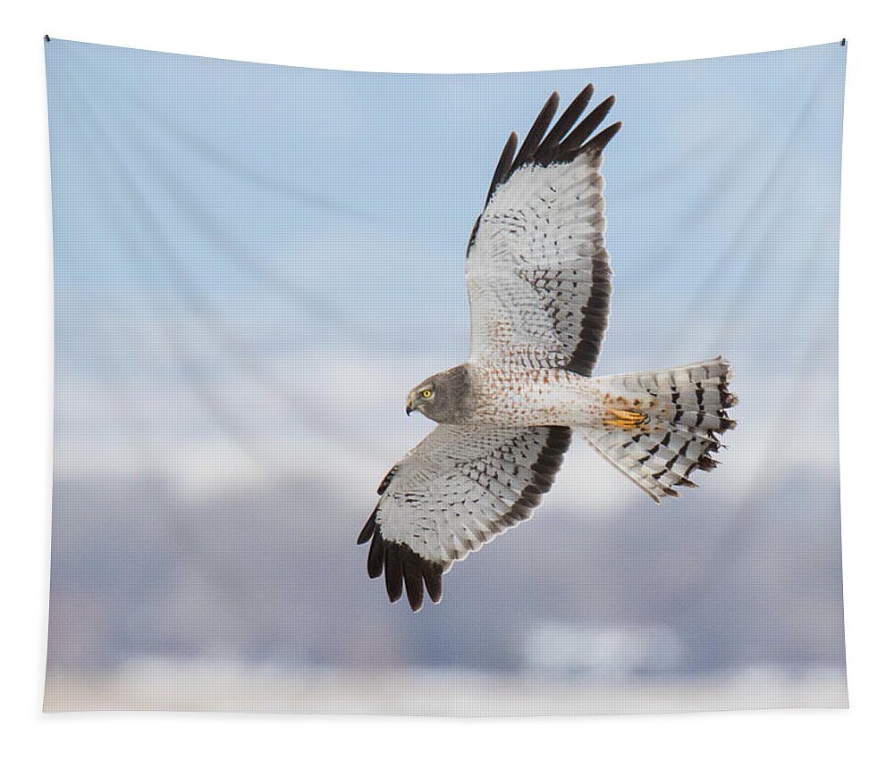 Hawk Tapestry featuring the photograph Male Northern Harrier In Flight by Tony Hake