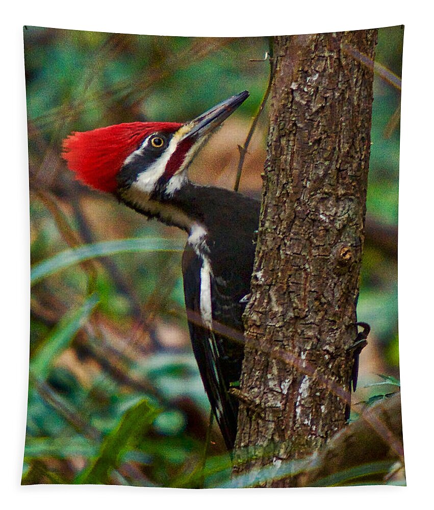 Pileated Woodpecker Tapestry featuring the photograph Male Pileated WoodPecker by Robert L Jackson