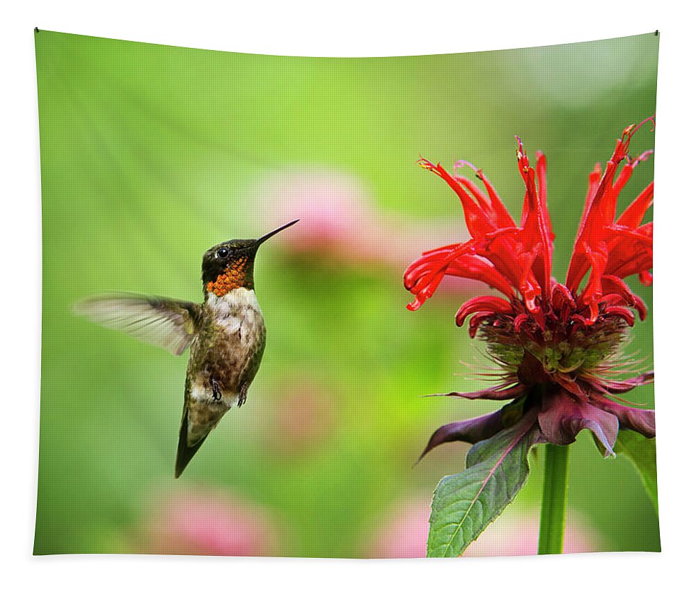 Hummingbird Tapestry featuring the photograph Male Ruby-Throated Hummingbird Hovering Near Flowers by Christina Rollo