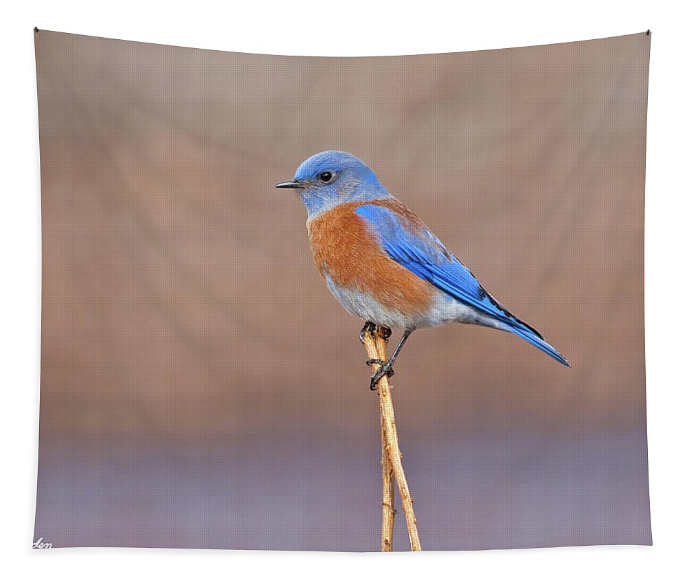 Adult Tapestry featuring the photograph Male Western Bluebird Perched on a Stalk by Jeff Goulden