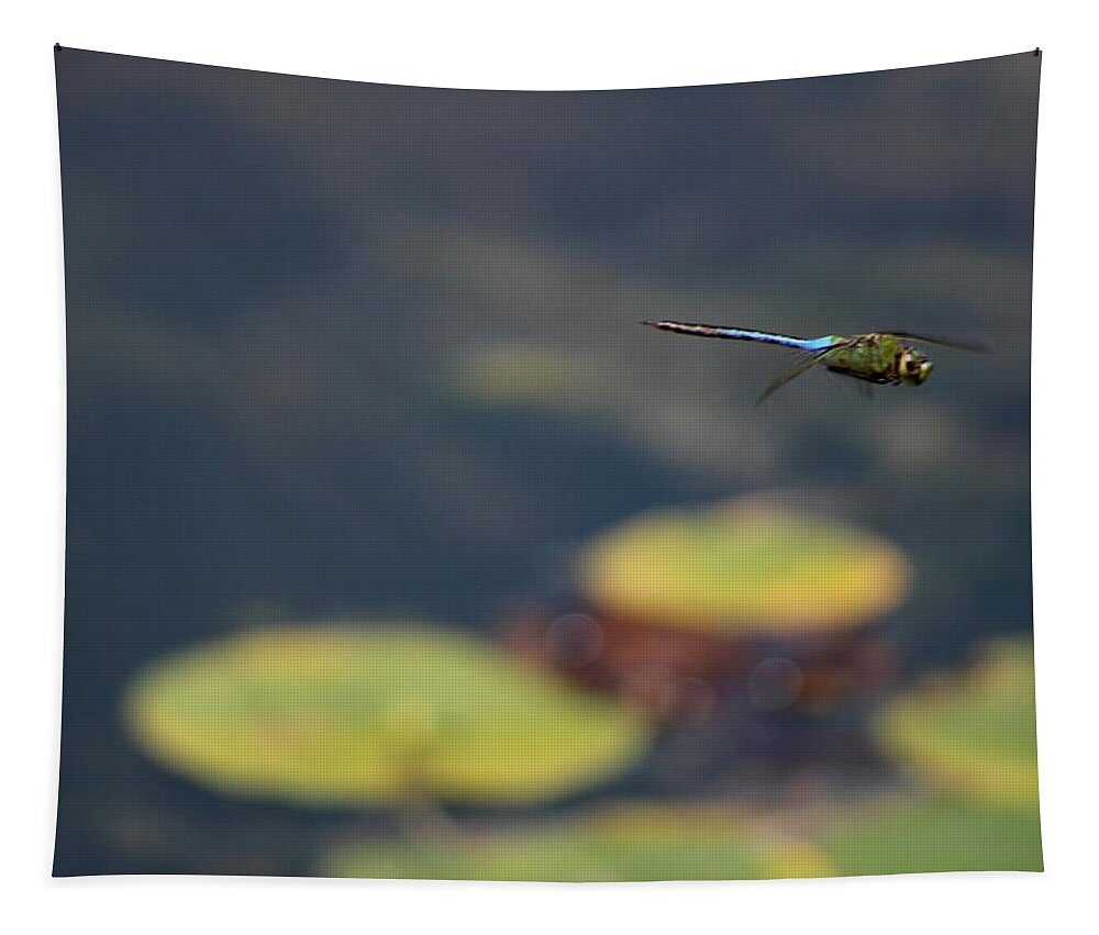 Malibu Blue Tapestry featuring the photograph Malibu Blue Dragonfly Flying over Lotus Pond by Colleen Cornelius