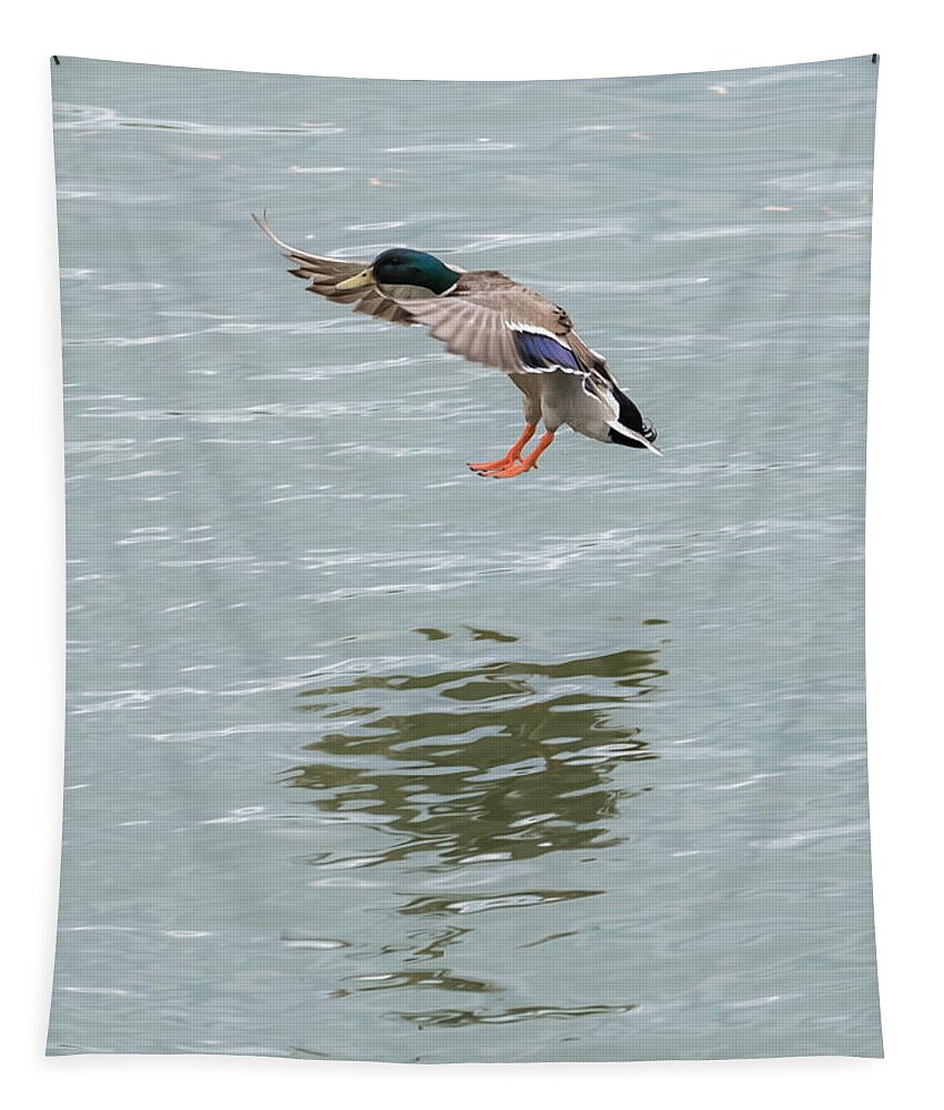 Mallard Tapestry featuring the photograph Mallard Drake Coming In For A Landing On The Ohio by Holden The Moment