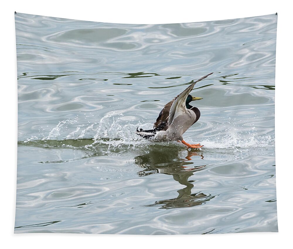Mallard Tapestry featuring the photograph Mallard Duck Sticks His Landing by Holden The Moment