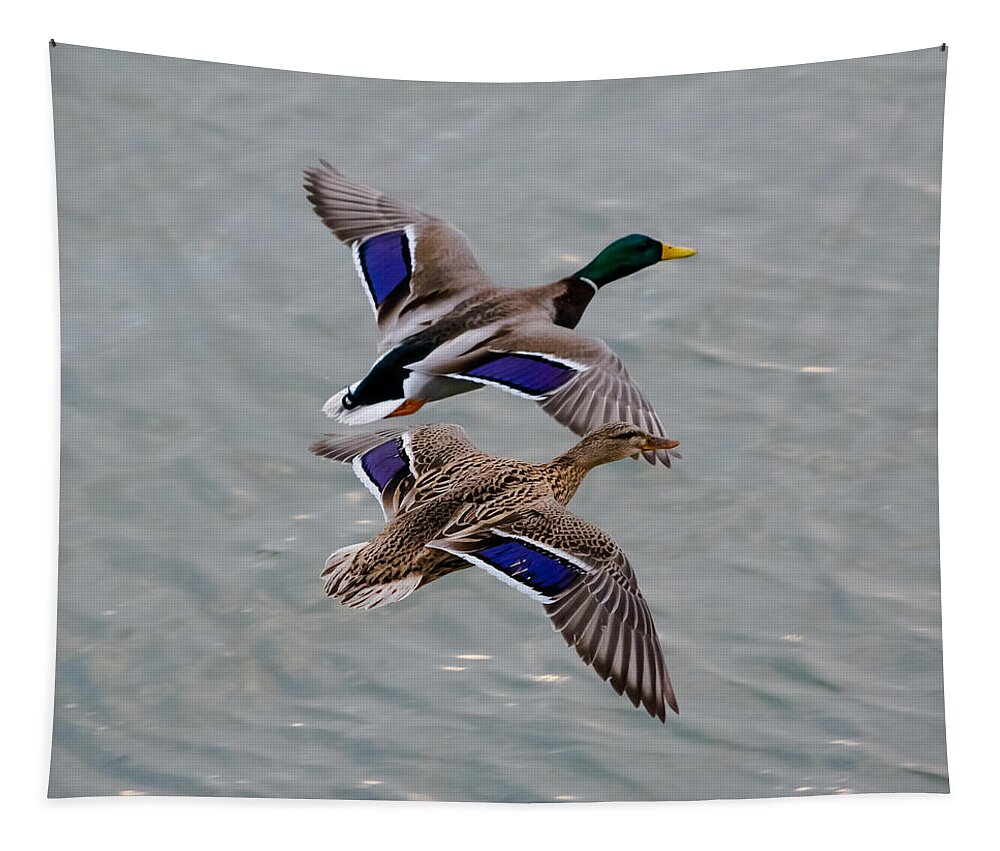 Mallards Tapestry featuring the photograph Mallards in Flight by Holden The Moment