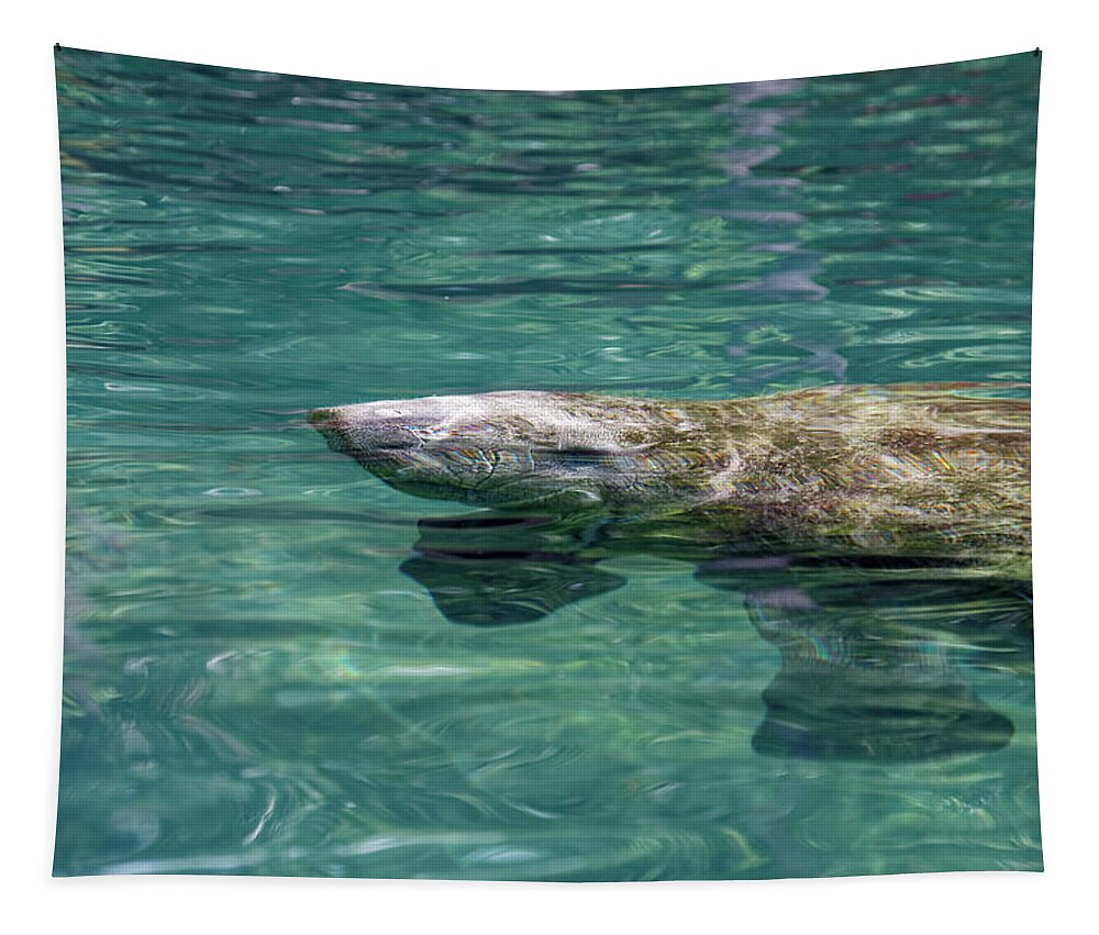American Manatee Baby Tapestry featuring the photograph Manatee Baby by Sally Weigand