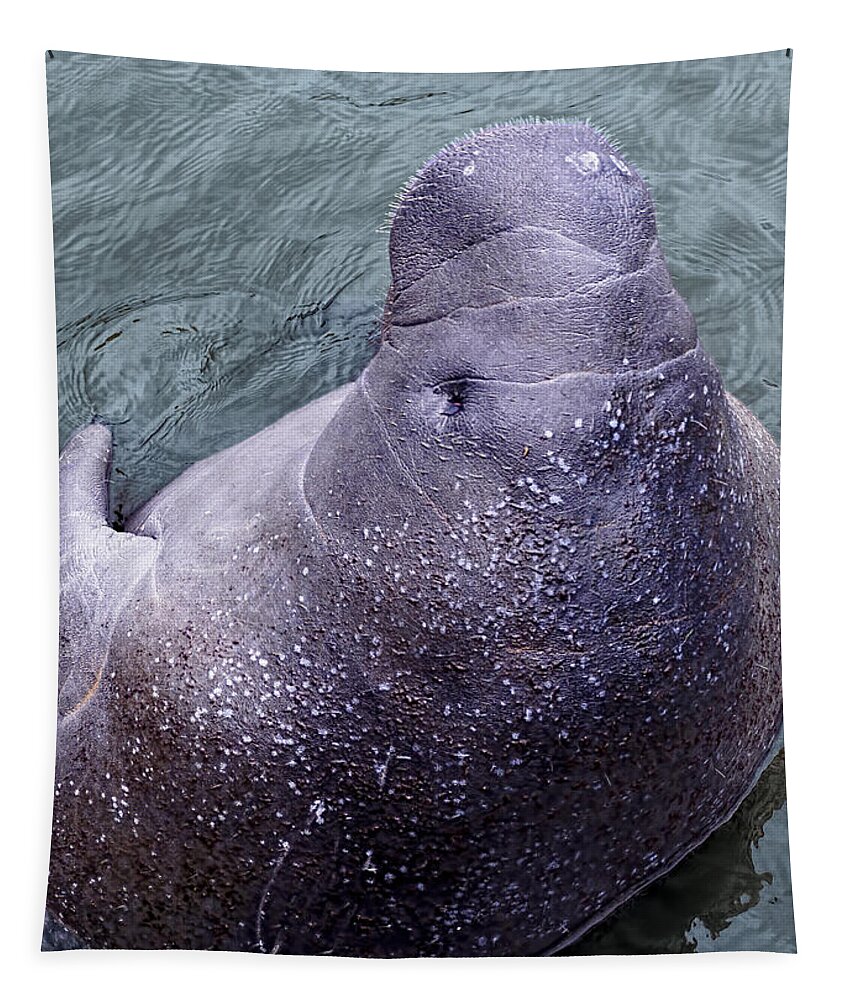 Florida Tapestry featuring the photograph Manatee Seen From Dock- Up close and Personal by Penny Lisowski