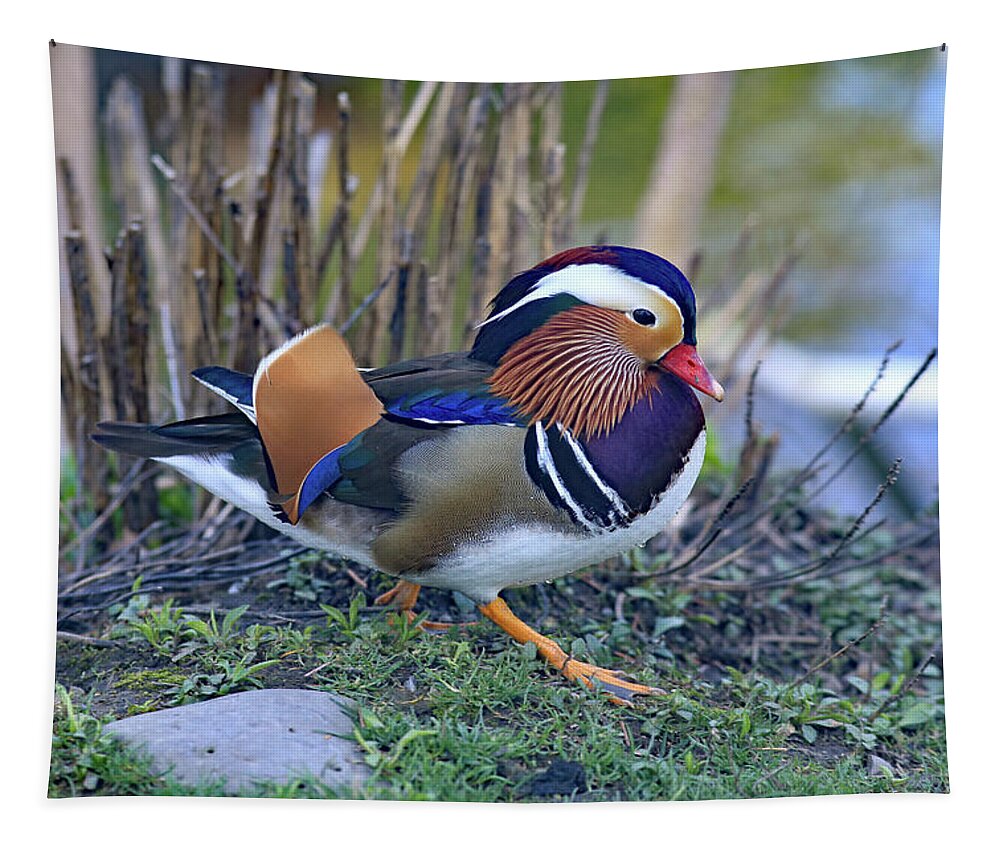 Mandarin On The Move Tapestry featuring the photograph Mandarin on the move by Lynn Hopwood