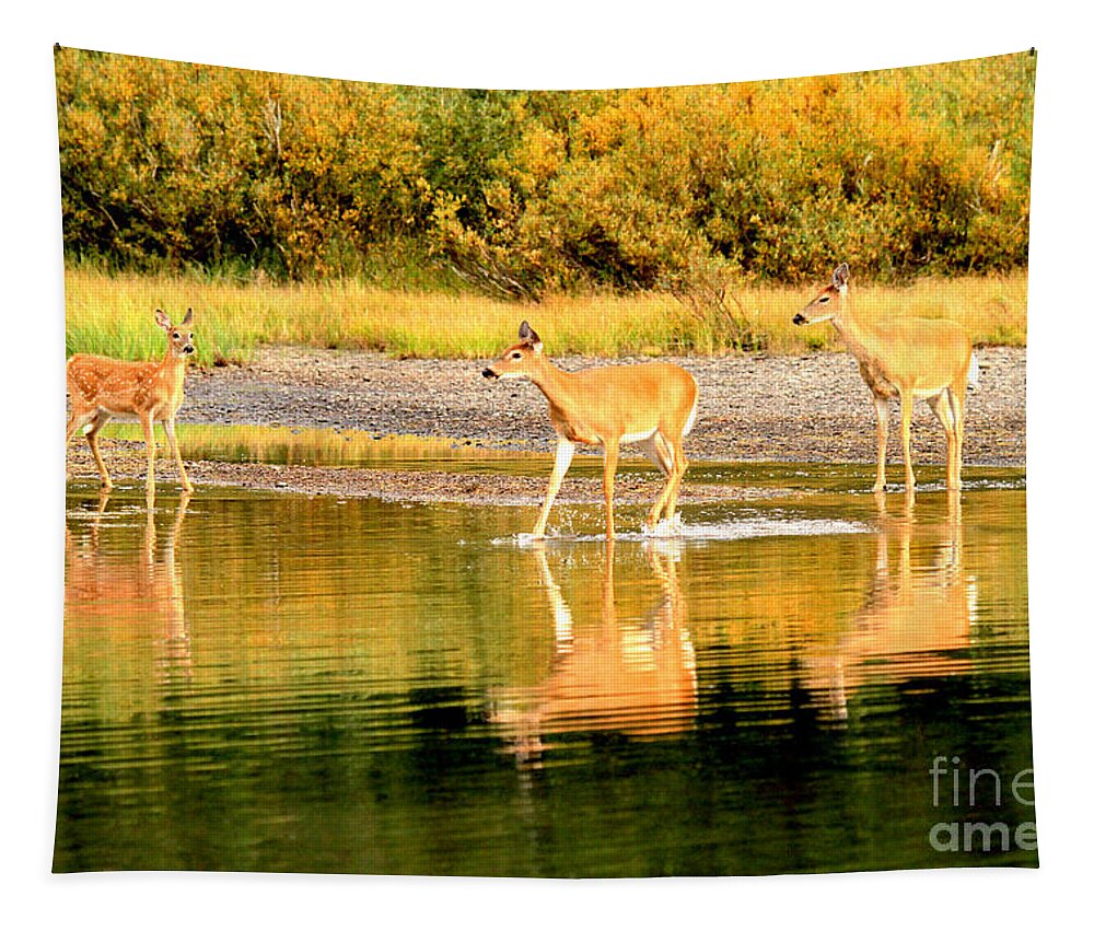 Deer Tapestry featuring the photograph Playing In Fishercap by Adam Jewell