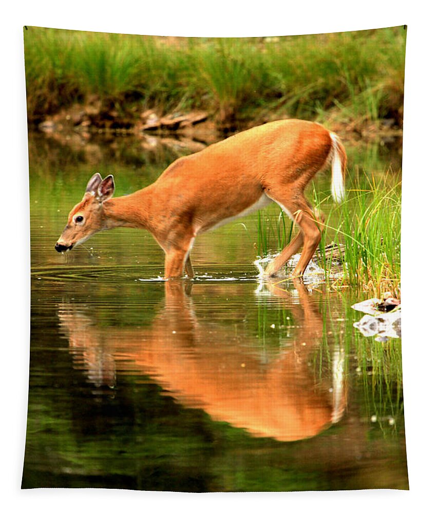 Deer Tapestry featuring the photograph Eating Off The Bottom Of Fishercap by Adam Jewell