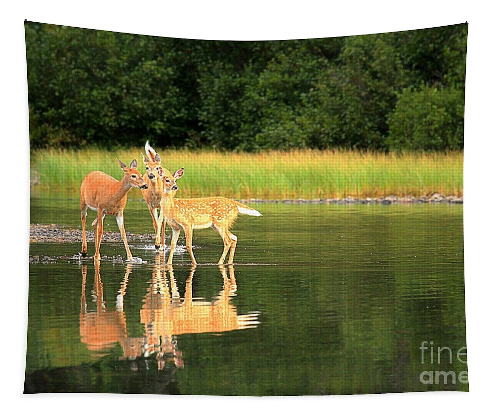 Deer Tapestry featuring the photograph Fishercap Family Gathering by Adam Jewell