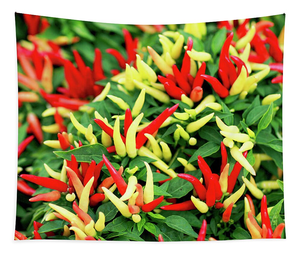 Farmers Market Tapestry featuring the photograph Many Peppers by Todd Klassy