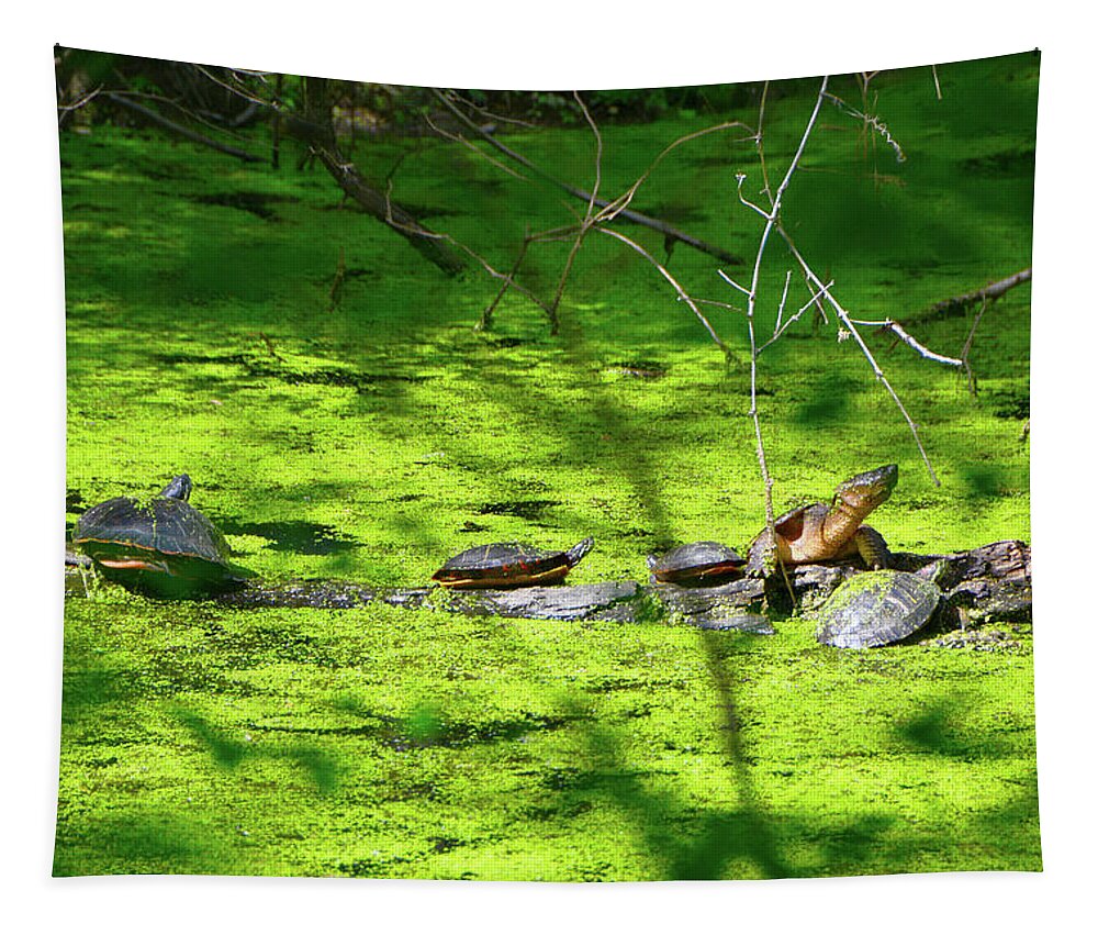 Many Turtles Along The Appalachian Trail Tapestry featuring the photograph Many Turtles Along the Appalachian Trail by Raymond Salani III