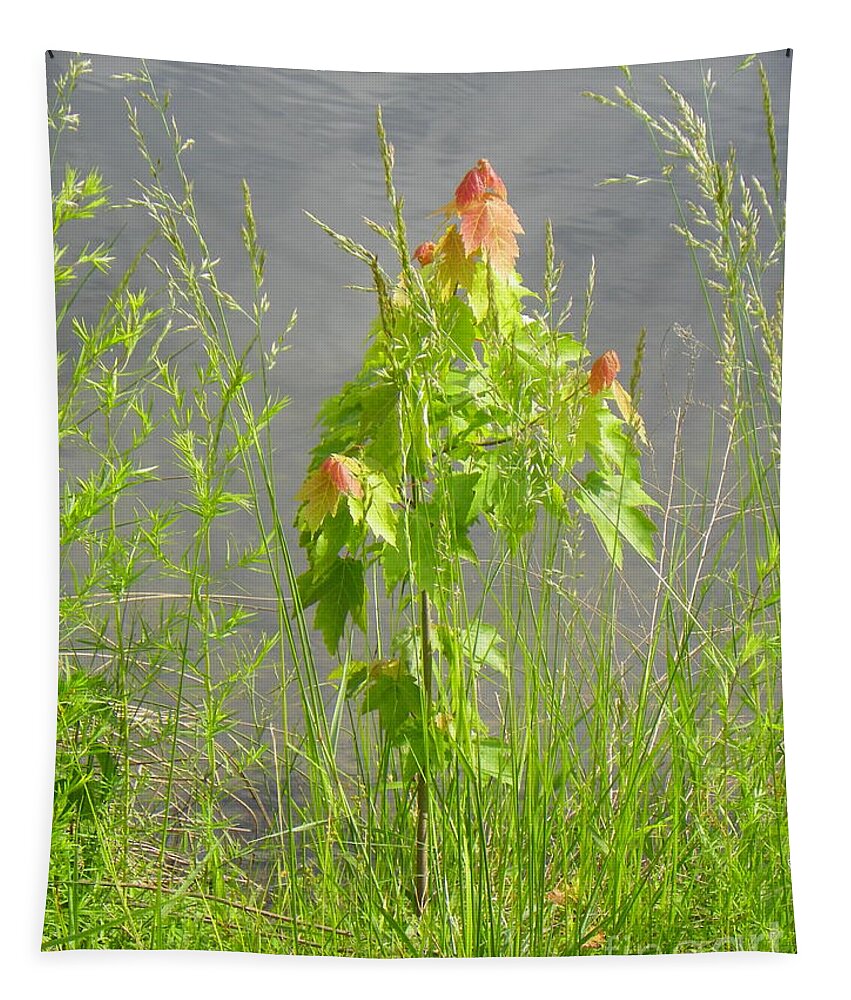 Maple Lake Photo Photograph Digital Green Red Grass Yellow Weed Weeds Craig Walters Tree Trees Tapestry featuring the photograph Maple on Lake by Craig Walters