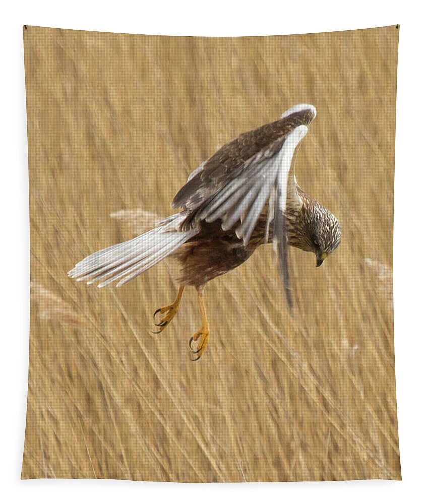 Marsh Tapestry featuring the photograph Marsh Harrier Hunting by Wendy Cooper