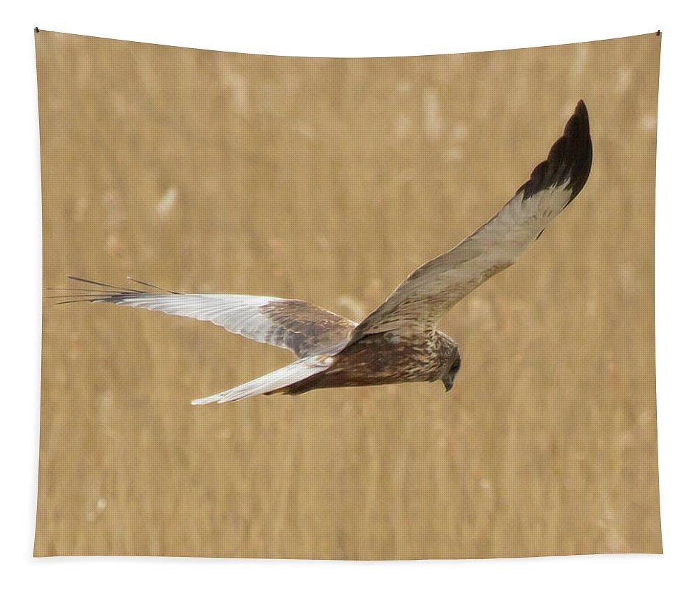 Bird Tapestry featuring the photograph Marsh Harrier Quartering by Wendy Cooper