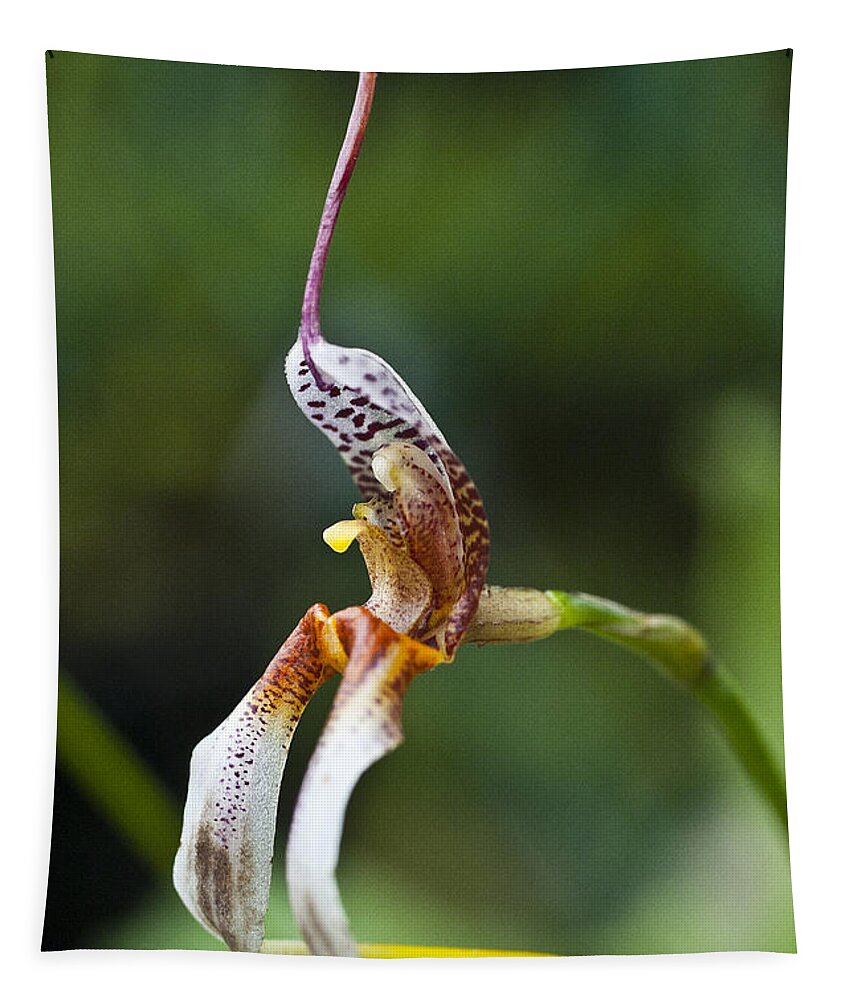 Orchid Tapestry featuring the photograph Masdevallia hortensiae orchid by Heiko Koehrer-Wagner