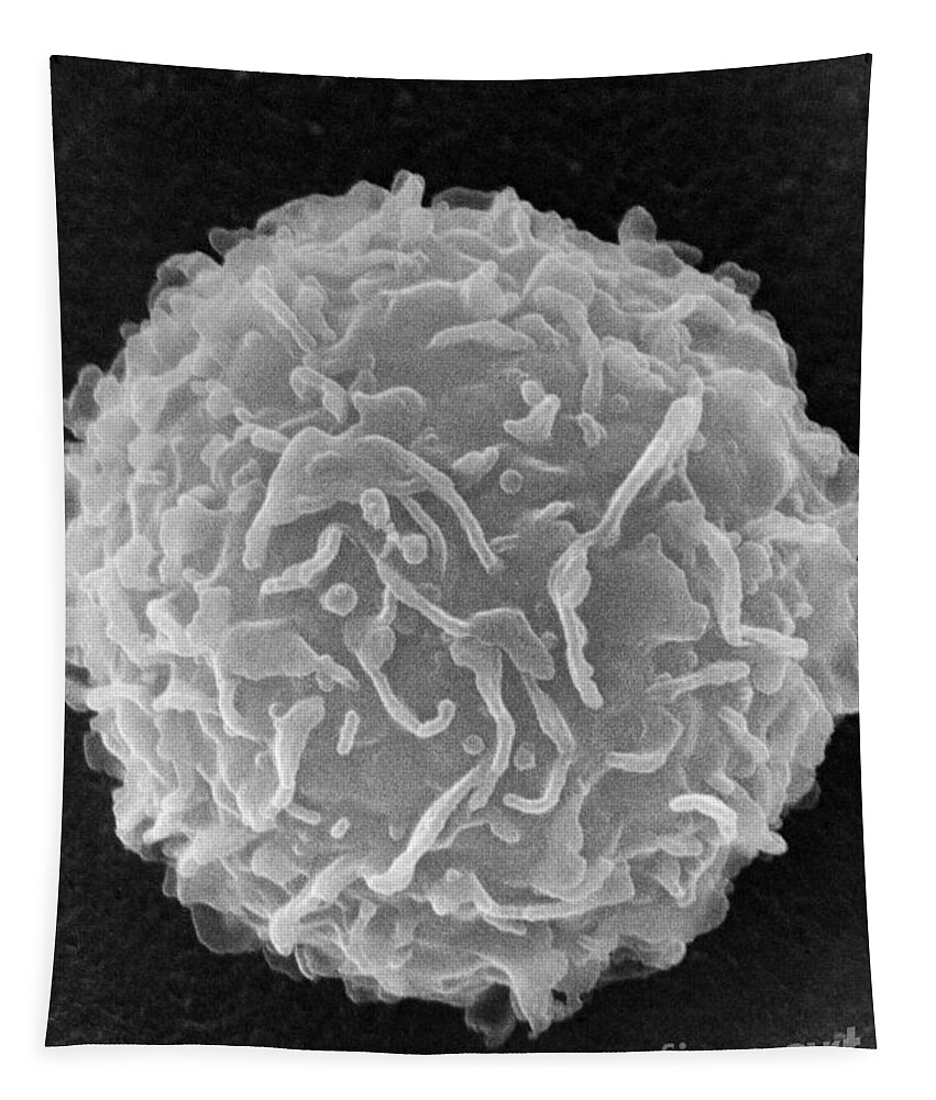 Biology Tapestry featuring the photograph Mast Cell SEM by Don Fawcett and E Shelton and Photo Researchers