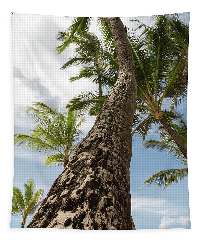 Maui Tapestry featuring the photograph Maui Palm by John Daly