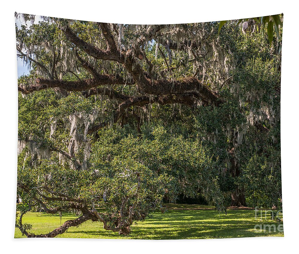 Live Oak Tree Tapestry featuring the photograph McLeod Live Oak by Dale Powell