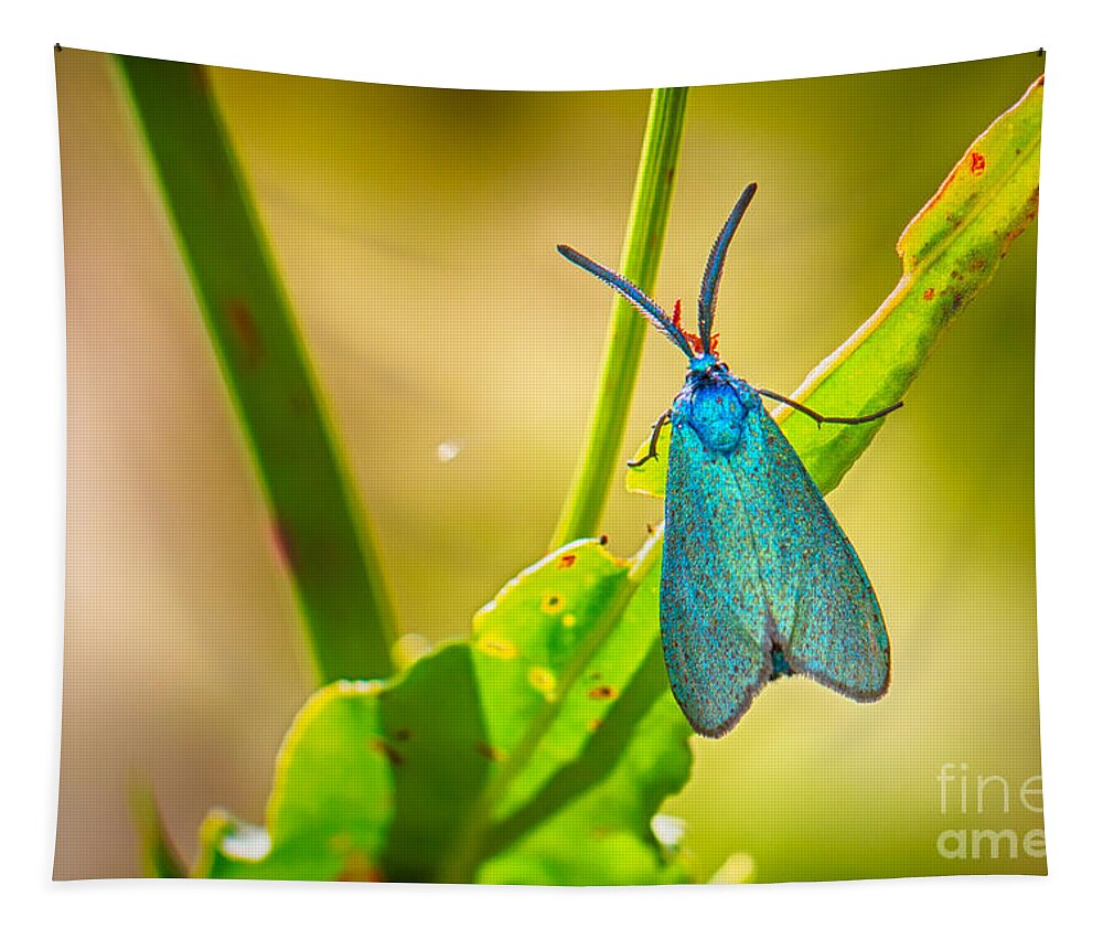 Adscita Obscura Tapestry featuring the photograph Metallic Forester Moth by Jivko Nakev