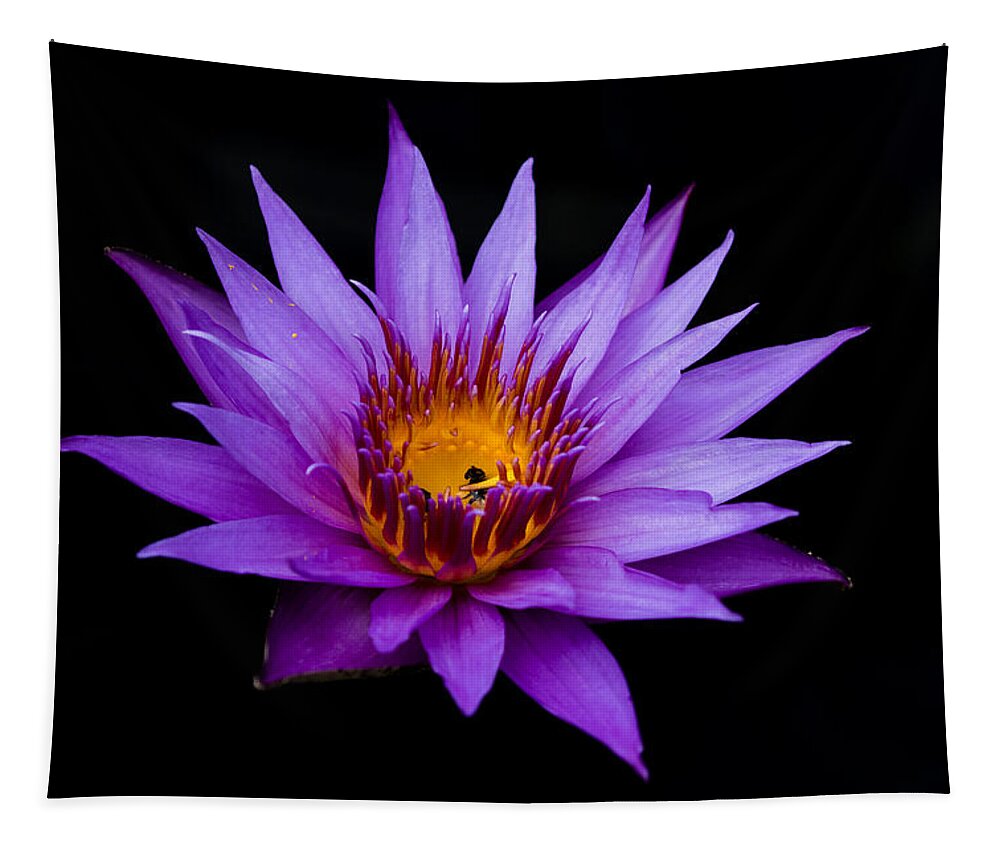 Water Lily Tapestry featuring the photograph Midnight Water Lily by Mindy Musick King