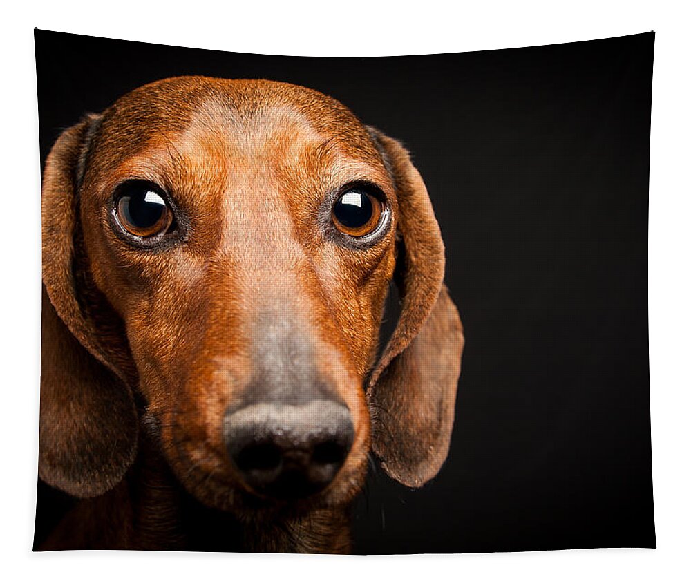 Mike Tapestry featuring the photograph Mike the Dachshund by SR Green