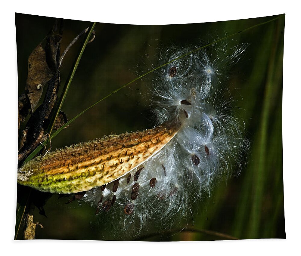 Autumn Tapestry featuring the photograph Milkweed pod by Al Mueller