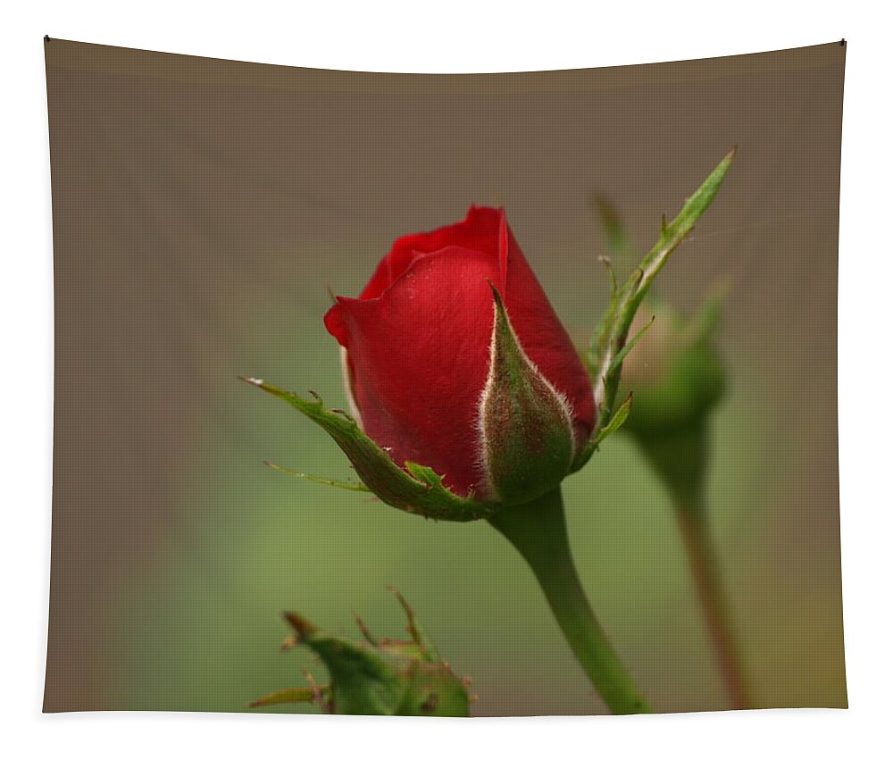 Botanical Tapestry featuring the photograph Miniature Red Rose by Richard Thomas