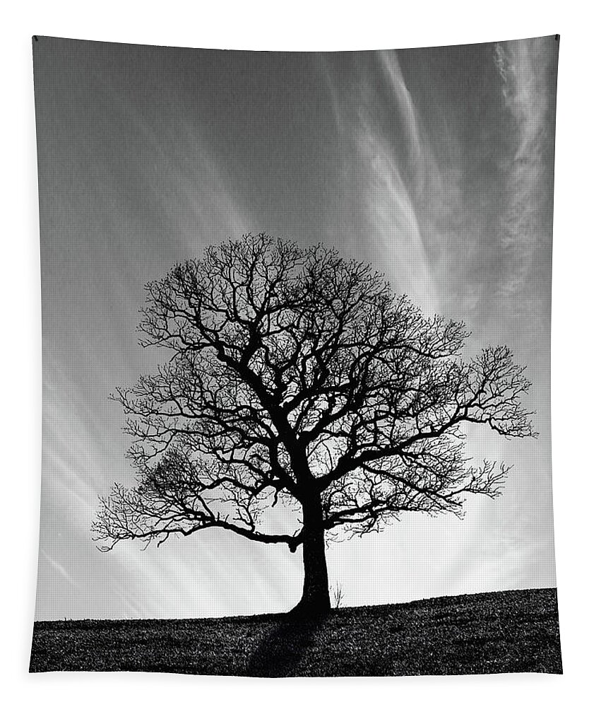 Oak Tapestry featuring the photograph Missouri Treescape by Christopher McKenzie
