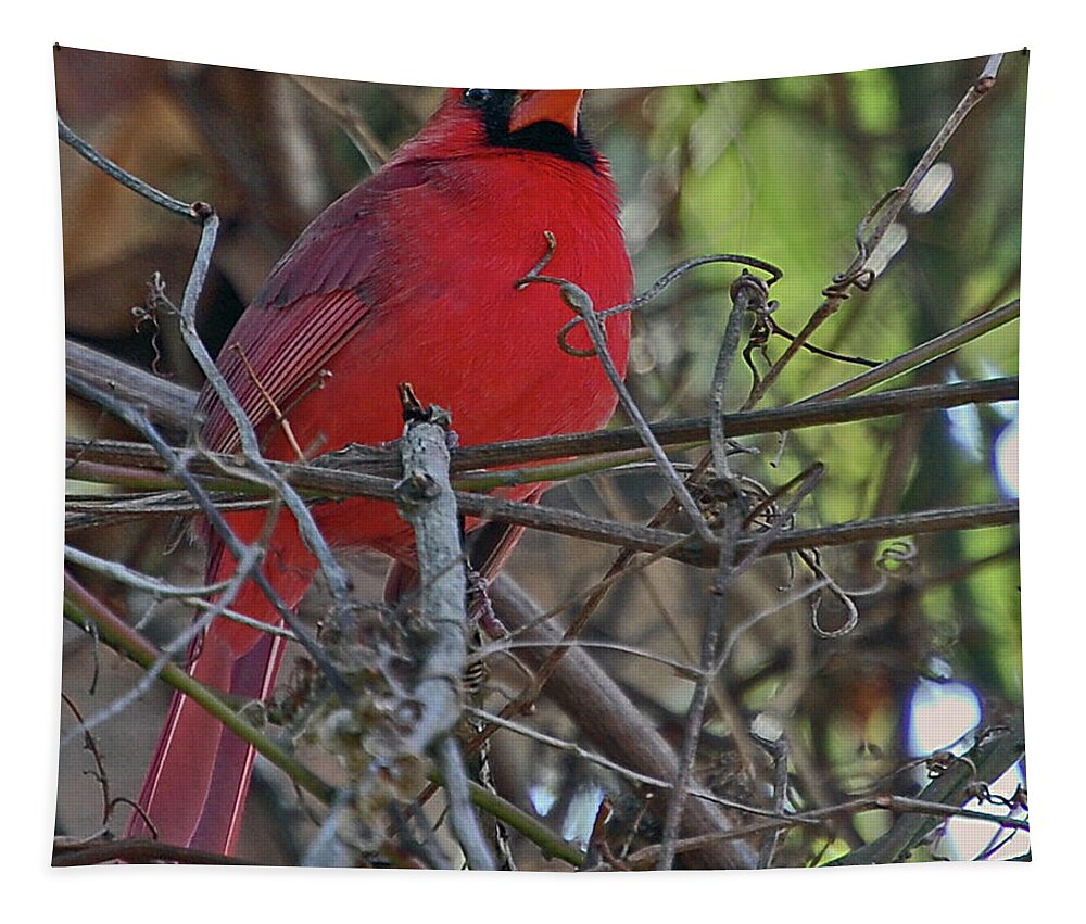 Cardinal Tapestry featuring the digital art Mister Cardinal by DigiArt Diaries by Vicky B Fuller