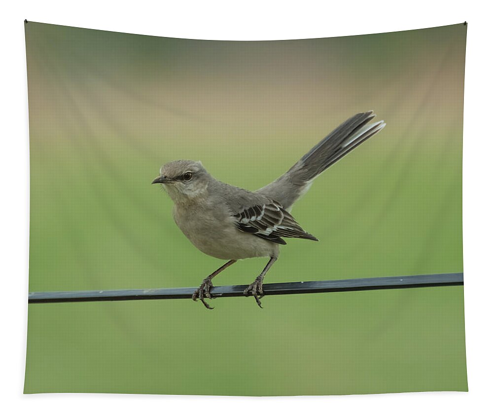 Jan Tapestry featuring the photograph Mockingbird by Holden The Moment