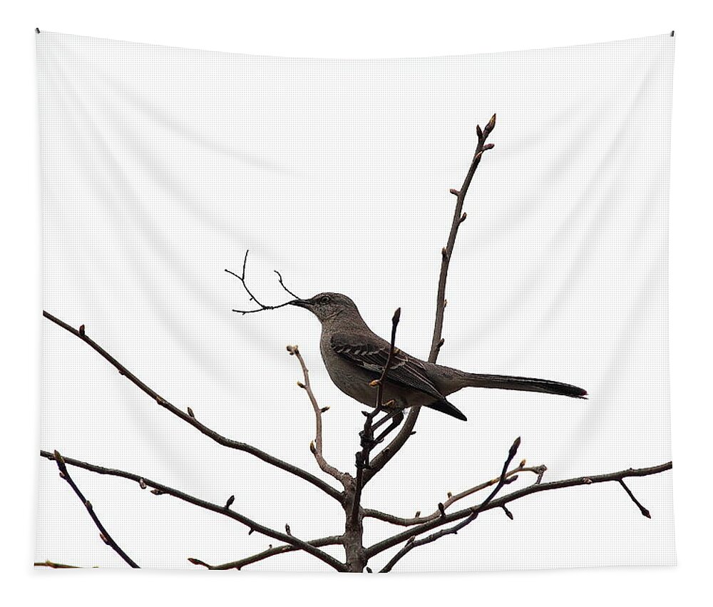 Bird Tapestry featuring the photograph Mockingbird With Twig by Allen Nice-Webb