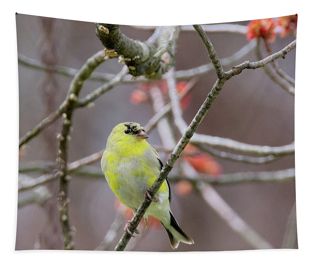 Square Format Tapestry featuring the photograph Molting Gold Finch Square by Bill Wakeley
