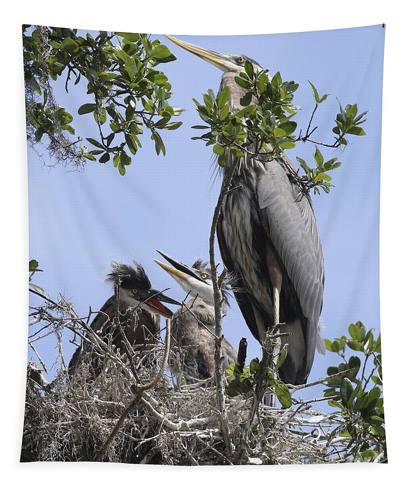 Blue Heron Tapestry featuring the photograph Mom And Babies by Deborah Benoit