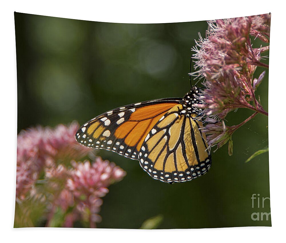 Maine Tapestry featuring the photograph Monarch Butterfly by Alana Ranney