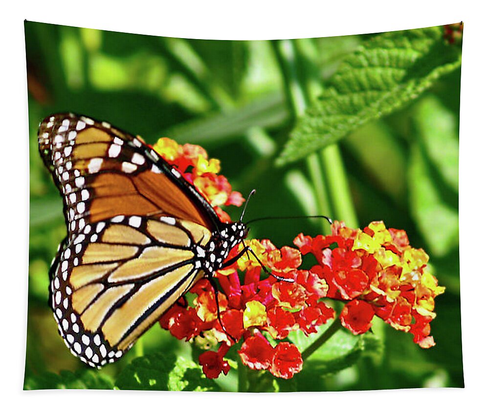 Butterfly Photography Tapestry featuring the photograph Monarch II by Patricia Griffin Brett