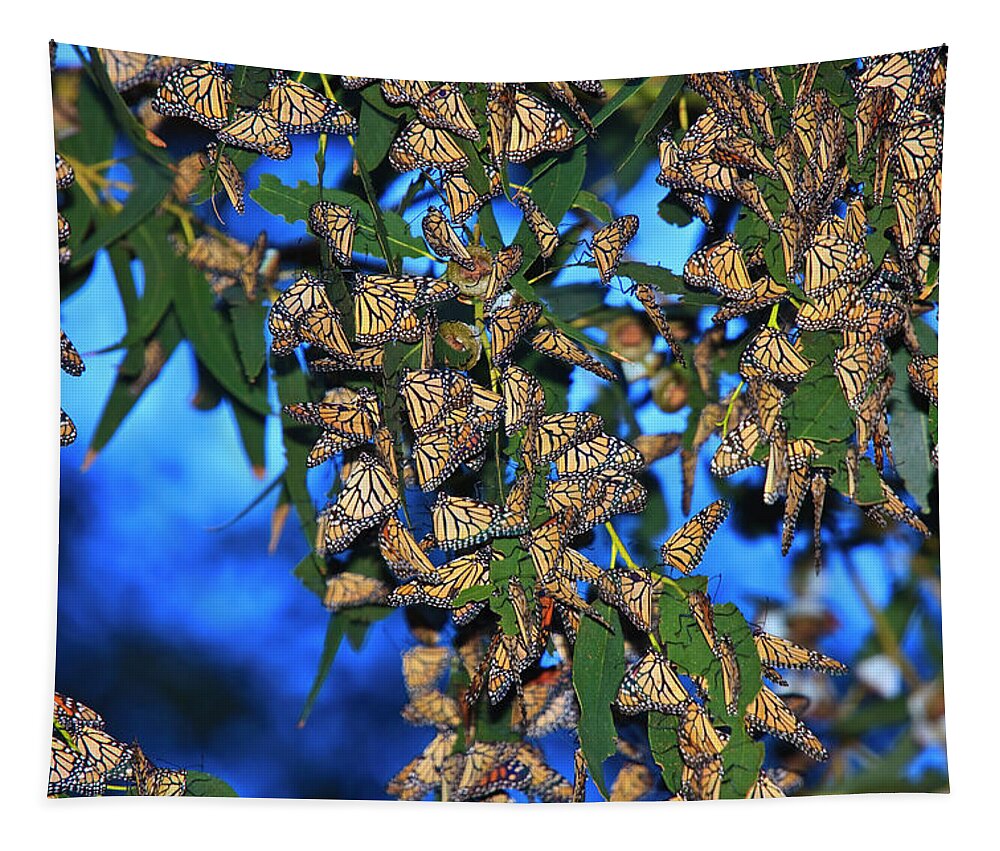Monarch Cluster Tapestry featuring the photograph Monarchs by Beth Sargent