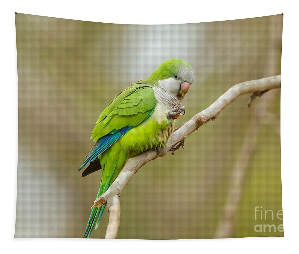 Monk Parakeet Tapestry featuring the photograph Monk Parakeet by B.G. Thomson