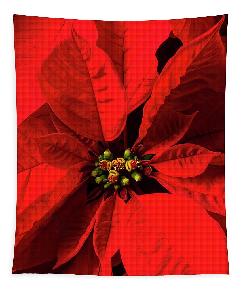 Red Poinsettia Tapestry featuring the photograph Moody poinsettia by Garry Gay