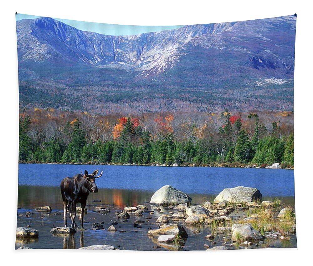 Moose Tapestry featuring the photograph Moose and Mount Katahdin by John Burk