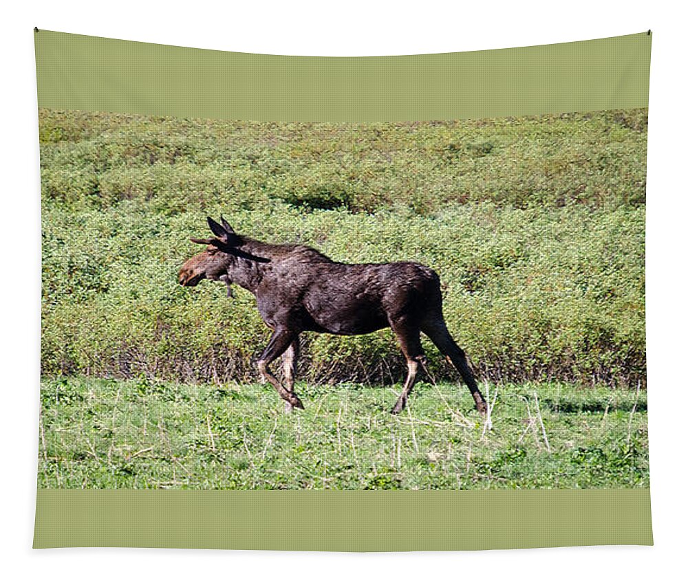 Moose Tapestry featuring the photograph Moose by Crystal Wightman