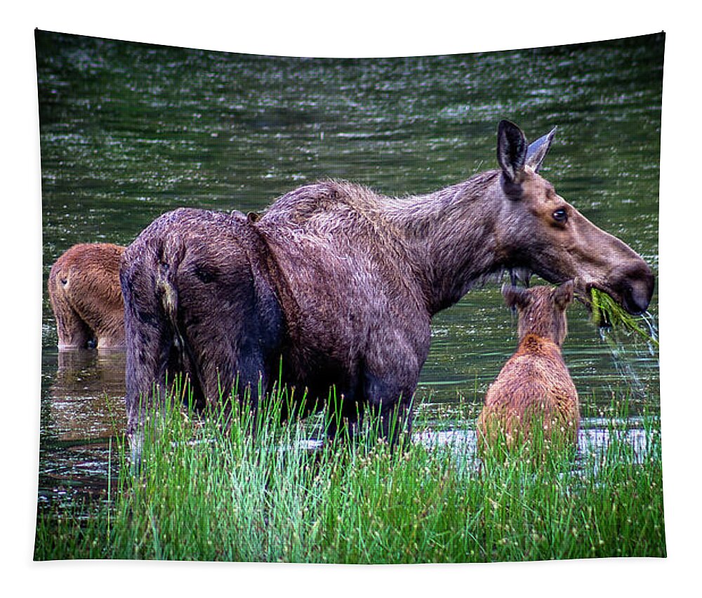 Moose Tapestry featuring the photograph Moose family by Thomas Nay