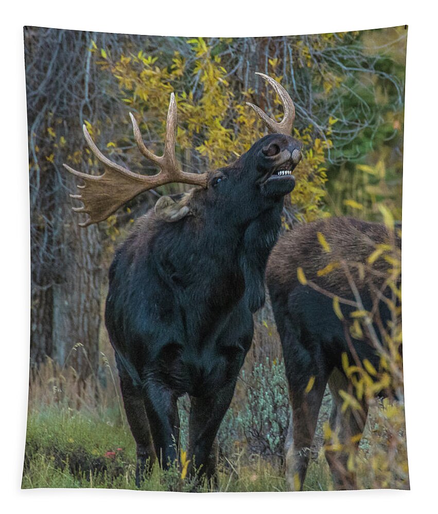 Bull Moose Tapestry featuring the photograph Moose Rut Response by Yeates Photography