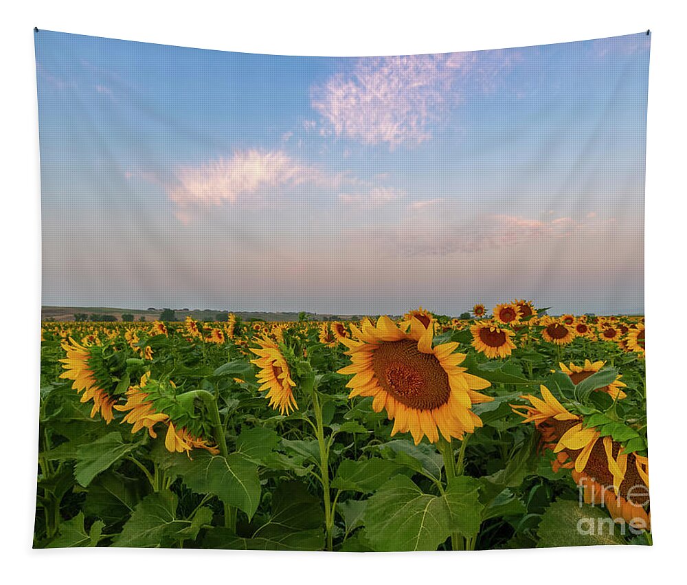 Sunflower Tapestry featuring the photograph Morning along the Sunflower Fields by Ronda Kimbrow